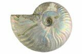 Silver Iridescent Ammonite (Cleoniceras) Fossil - Madagascar #346736-1